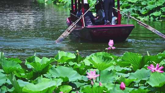 夏季荷塘湖面游船摇橹船赏荷花荷叶