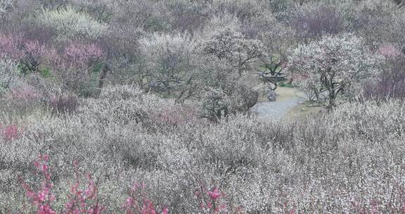 大面积盛开的梅花花海远景