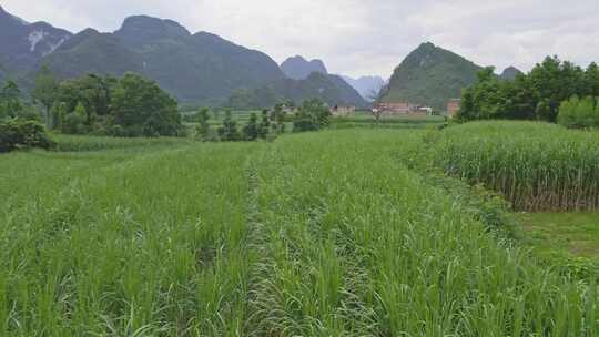 广西甘蔗种植蔗糖制糖原料乡村振兴农业田地