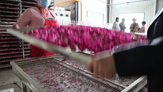 济南平阴芳蕾玫瑰种植加工基地