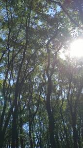 阳光森林4K实拍视频 (15)