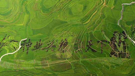 俯瞰彩色稻田艺术图案