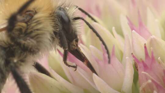 Carder Bee，昆虫，授粉，石杉