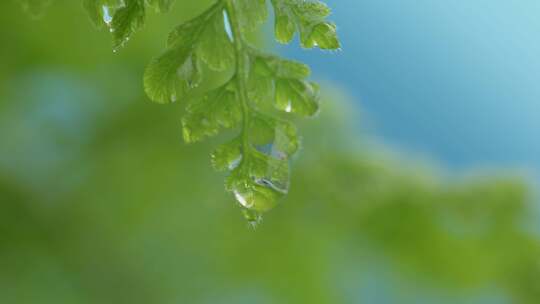 植物叶子绿叶水珠特写