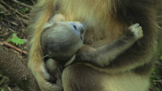 金丝猴宝宝在妈妈怀里吃奶视频素材模板下载
