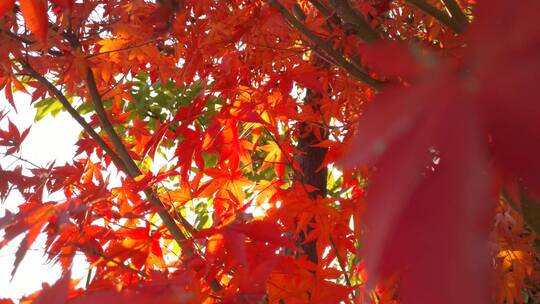 秋天里的红色枫叶秋色