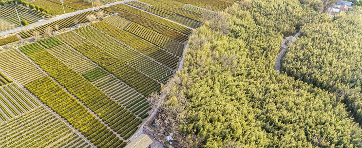 崂山庙石村春季樱花地铁航拍茶地小树林