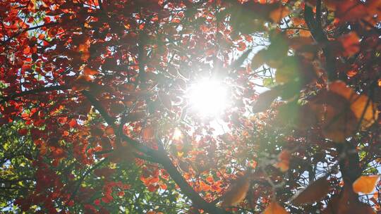 阳光透过秋天的红叶