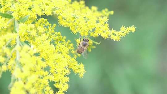 蜜蜂从黄花中采集花粉的特写镜头