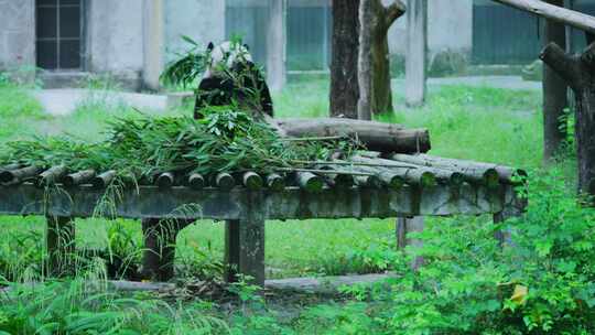 熊猫莽仔乐园吃竹子视频素材模板下载