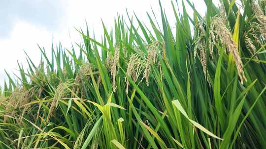秋天丰收的稻谷稻穗实景素材