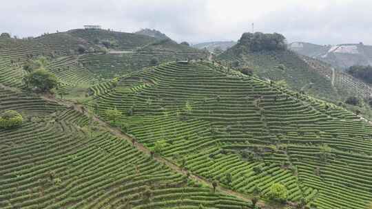 航拍绿色高山有机茶园