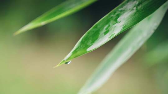 绿叶雨后雨滴水珠