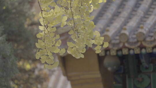 京城秋天意境 古建筑秋天