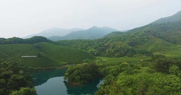 杭州龙坞西湖龙井茶园云雾风光