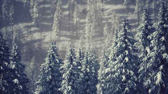 冬季积雪覆盖的山腰锥形树