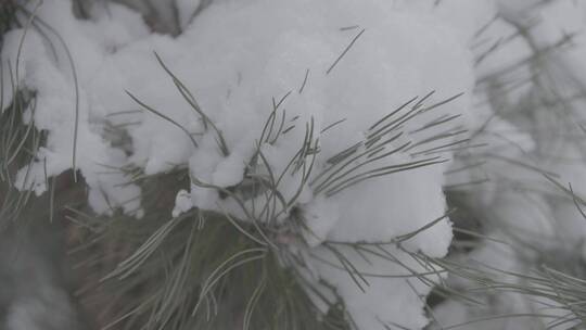 雪后景色LOG