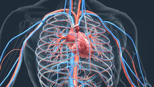 3D人体器官心脏心跳三维动画