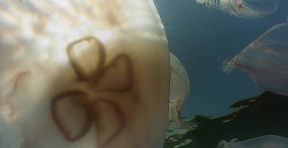海底拍摄水母