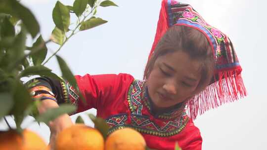 少数民族采摘柑橘