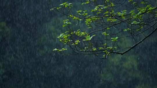 春天雨季雨滴树林树叶