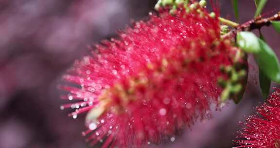 下雨天挂着水珠的美花红千层微距特写