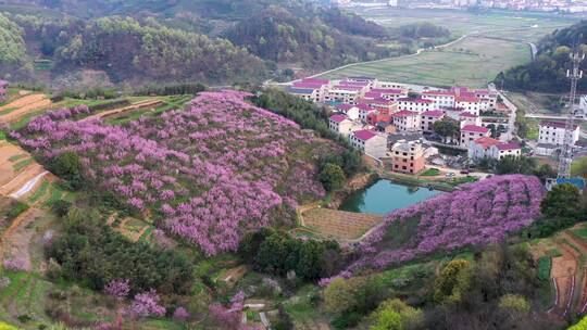 义乌大陈美丽乡村春季油菜花桃花航拍 合集