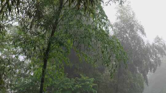 下雨天竹林景观特写，竹节挺拔竹叶繁茂