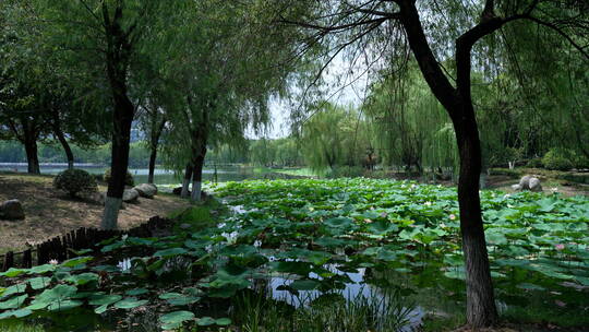 武汉汉口后襄河公园风景