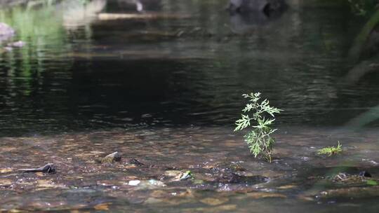 山间溪水