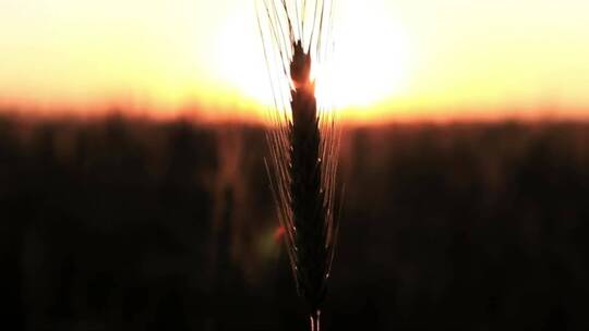 田野里模糊的夕阳