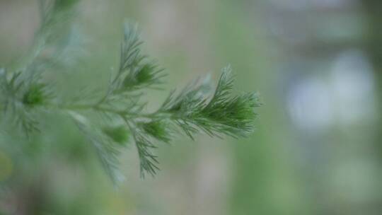 花花草草视频素材模板下载