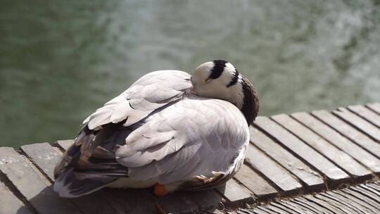 斑头雁鸭子在岸边休息晒太阳