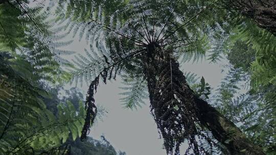 高清航拍四川乐山桫椤大峡谷森林自然风光视频素材模板下载