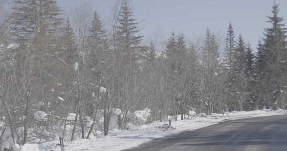 积雪覆盖的林间道路风景