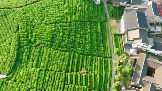 航拍杭州龙井茶产地梅家坞