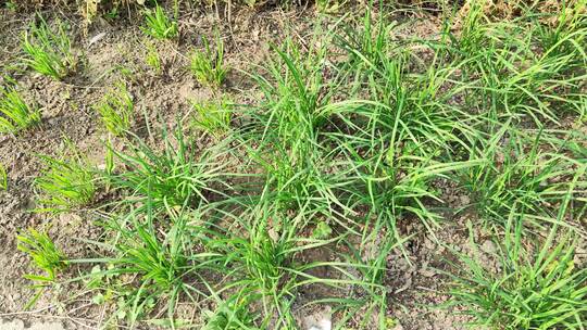 疫情城市农村街道菜园春天绿色植物