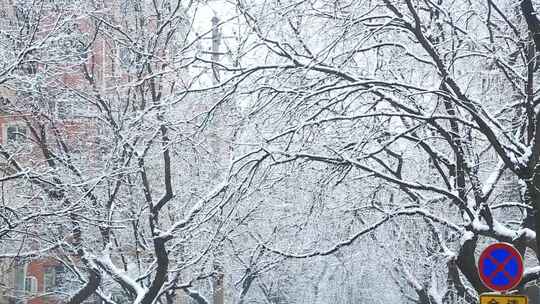 雪景飘雪鹅毛大雪视频素材模板下载