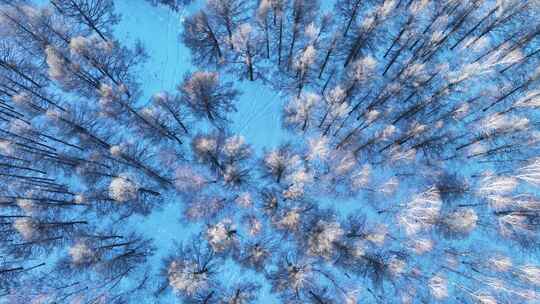 航拍冬季雪原森林