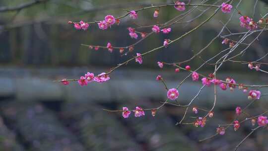 杭州西湖都锦生故居梅花风景