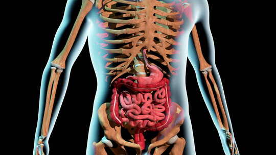 胃溃疡的形成视频素材模板下载