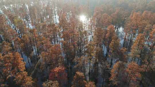 湖北涨渡湖秋天湿地树木白鹭俯拍航拍