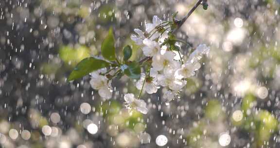 春天春分节气梨花盛开自然风景鲜花