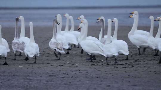 荣成天鹅湖，心系鸿鹄，感受自然