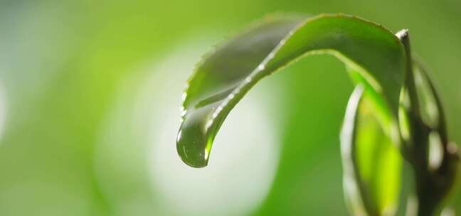 茶叶 茶树 特写 阳光 雨水15