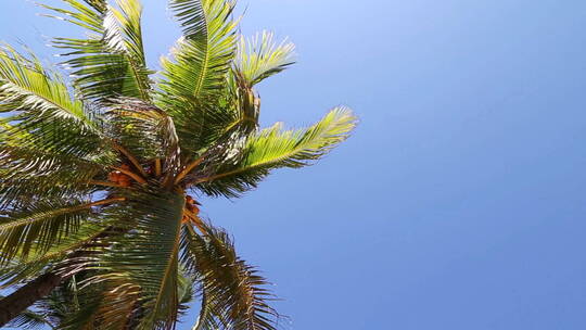 风中吹拂的棕榈树