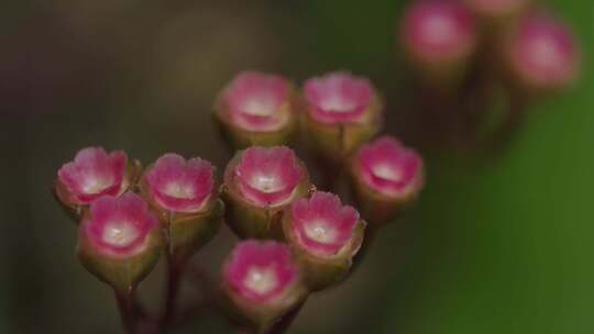 4K野生植物虎颜花