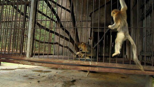 金丝猴在笼子里2视频素材模板下载