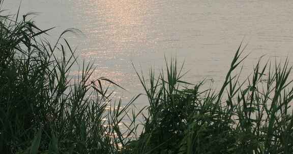 湖水 波纹 芦苇 摇曳 宁静 空镜