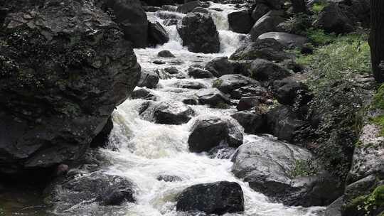 森林中 山泉小溪水